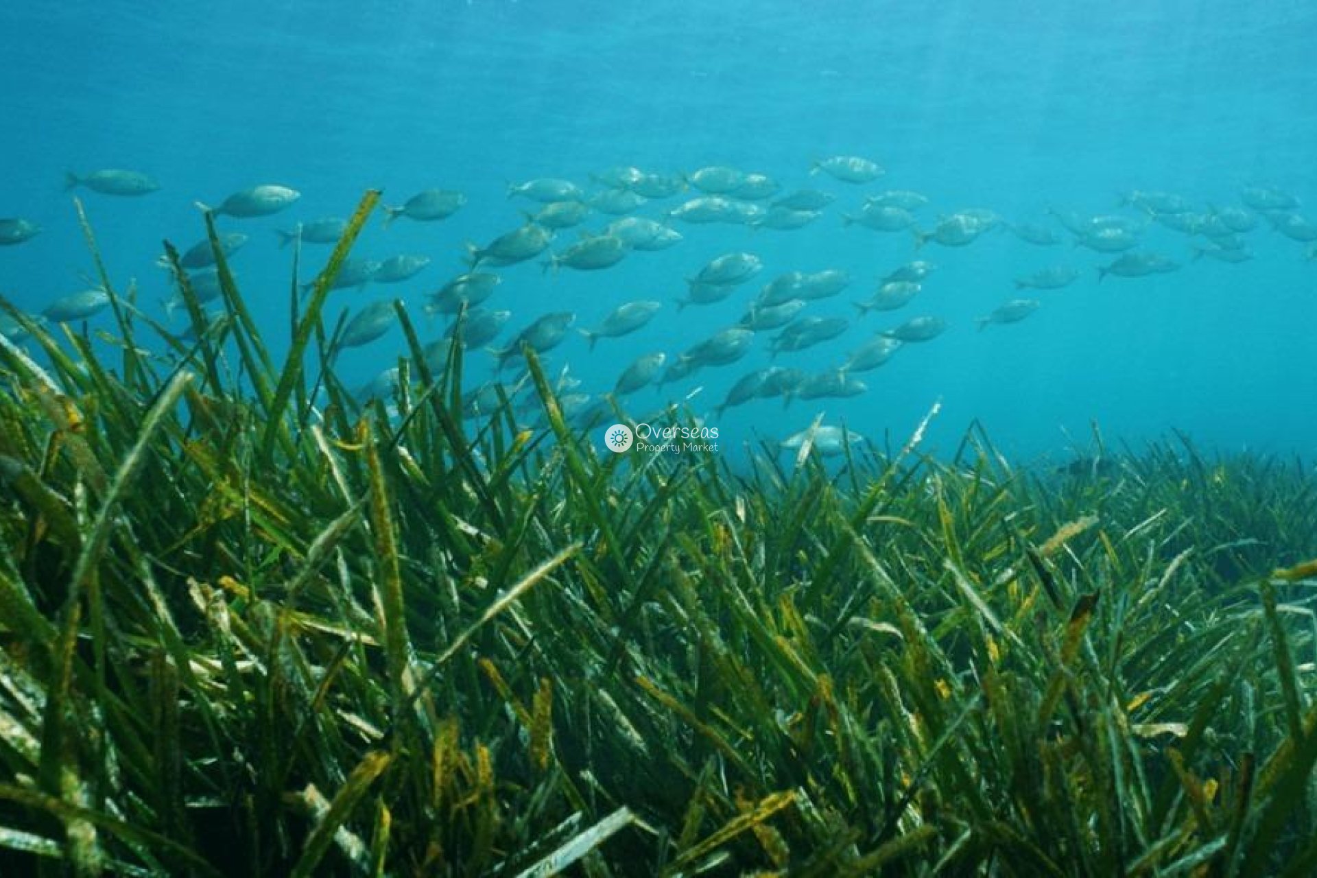 Obra nueva - Villa -
Benissa