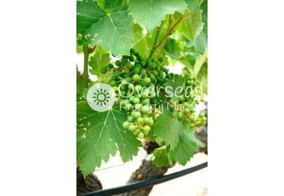 Obra nueva - Villa -
Yecla